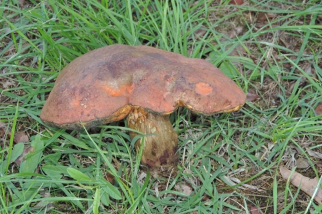 Boletus